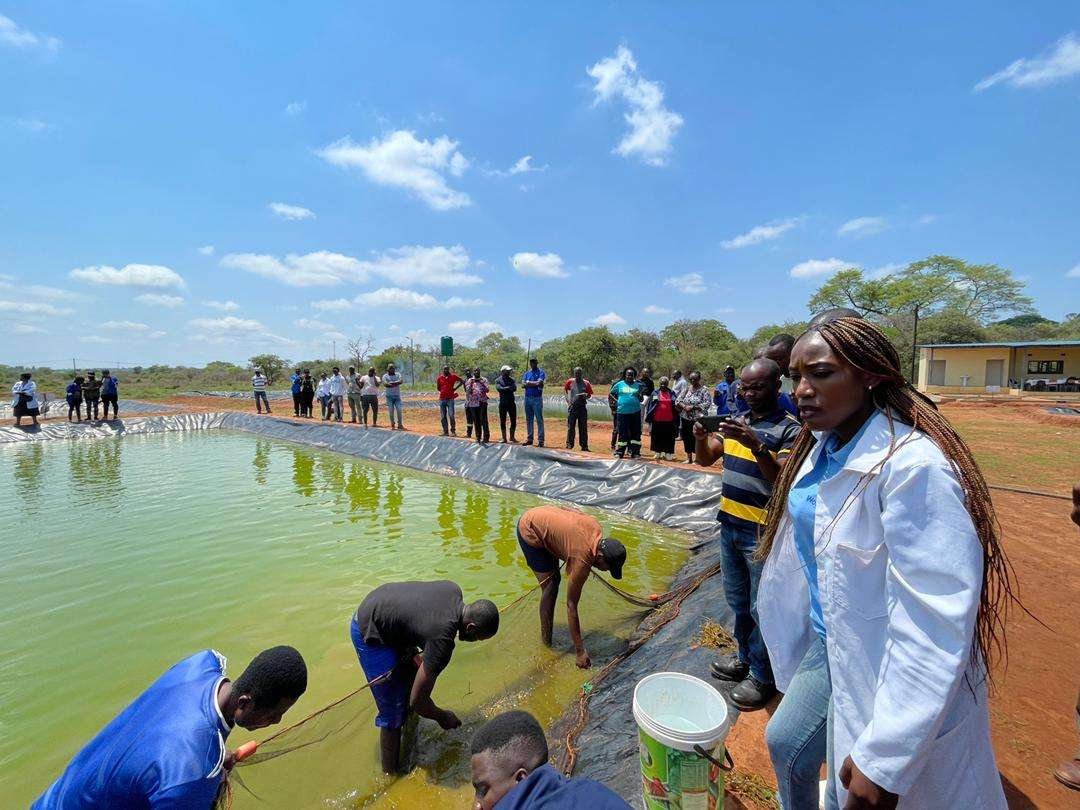 Read more about the article Dive into Success: Why Fish Farming is the Catch of the Day in Zambia